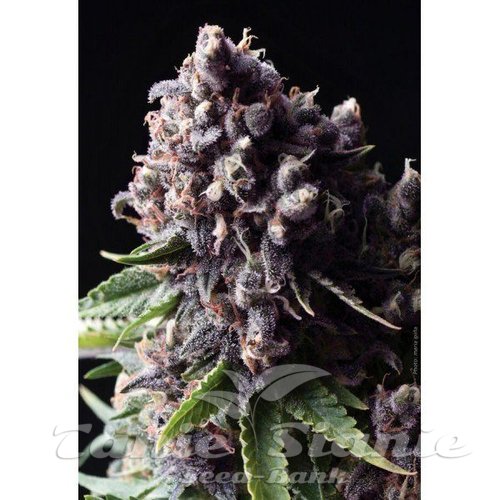 Nasiona Marihuany Auto Purple - PYRAMID SEEDS
