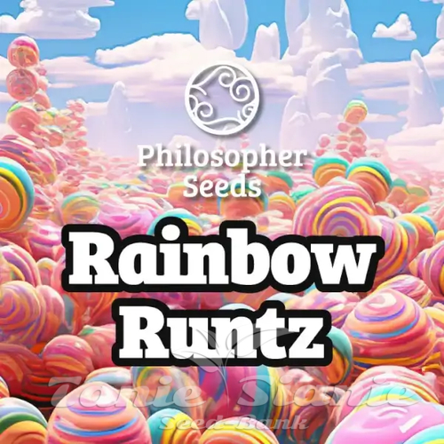 Nasiona Marihuany Rainbow Runtz - PHILOSOPHER SEEDS