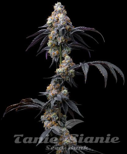 Nasiona Marihuany Rainbow Sherbet - BARNEY'S FARM