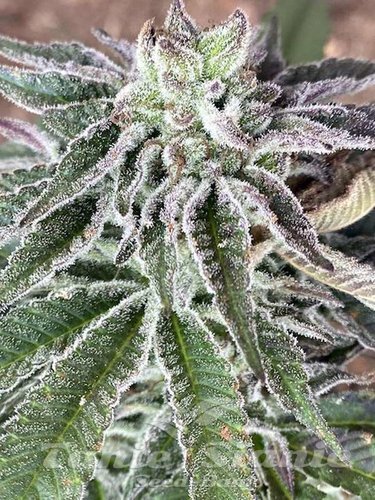 Nasiona Marihuany Red Berry Tartz - THE CALI CONNECTION