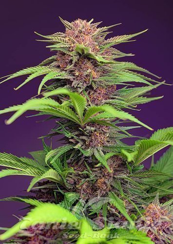 Nasiona Marihuany Red Mimosa XL Auto - SWEET SEEDS