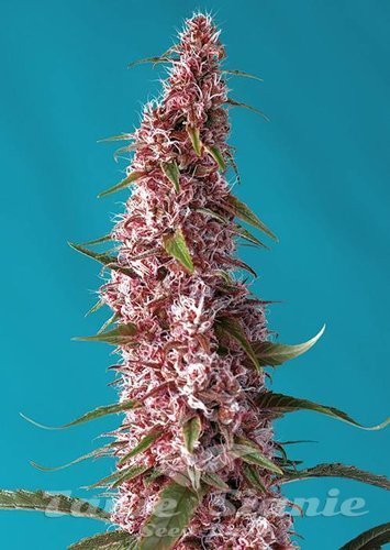 Nasiona Marihuany Red Pure Auto CBD - SWEET SEEDS