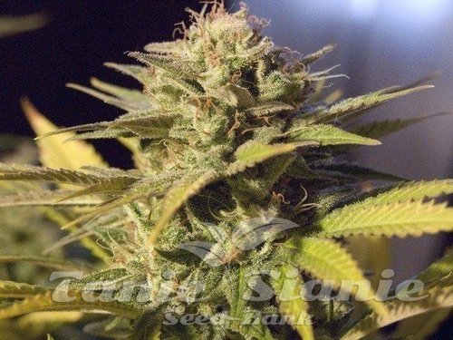 Nasiona Marihuany Silver Bubble - RESERVA PRIVADA