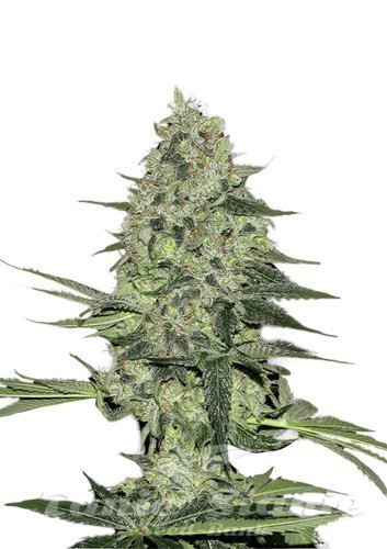 Nasiona Marihuany Rhino Ryder Auto - FASTBUDS