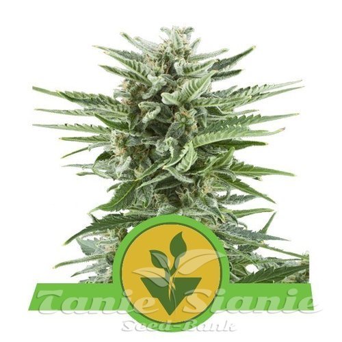 Nasiona Marihuany Easy Bud Auto - ROYAL QUEEN SEEDS