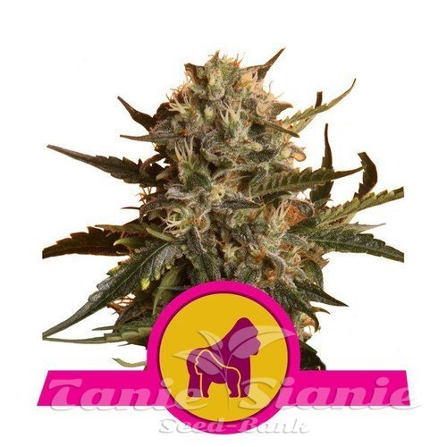 Nasiona Marihuany Mother Gorilla - ROYAL QUEEN SEEDS 
