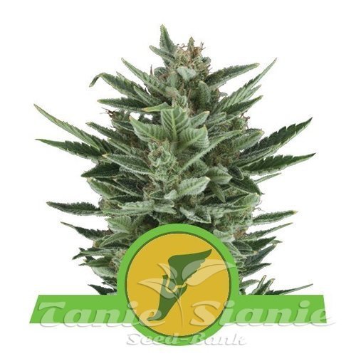 Nasiona Marihuany Quick One Autoflowering - ROYAL QUEEN SEEDS