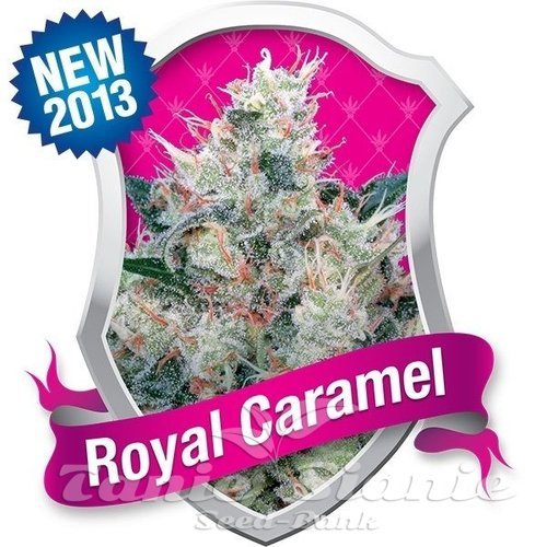 Nasiona Marihuany Royal Caramel - ROYAL QUEEN SEEDS