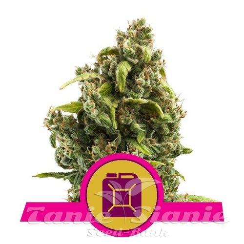 Nasiona Marihuany Sour Diesel - ROYAL QUEEN SEEDS
