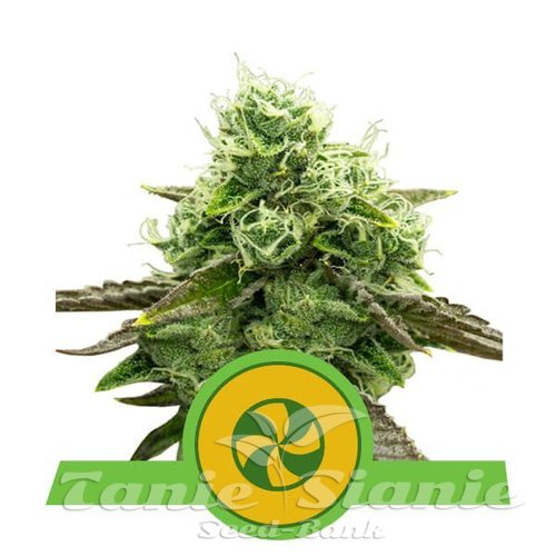 Nasiona Marihuany Sweet ZZ Automatic - ROYAL QUEEN SEEDS 