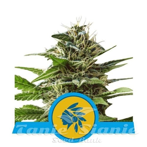 Nasiona Marihuany Tatanka Pure CBD - ROYAL QUEEN SEEDS 