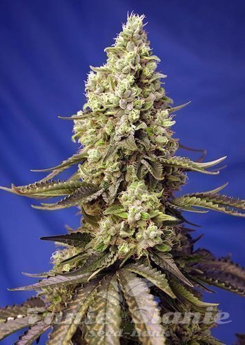 Nasiona Marihuany Runtz XL Auto - SWEET SEEDS