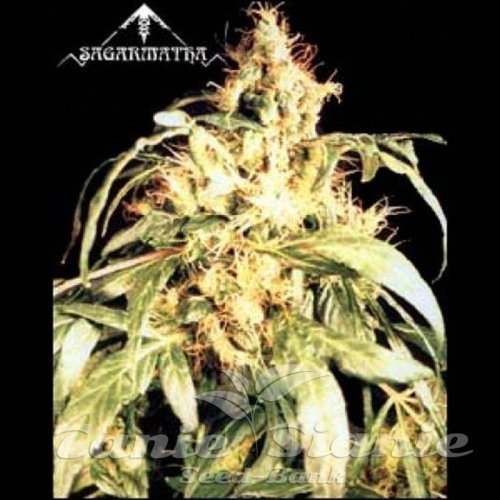Nasiona Marihuany Blueberry Bud - SAGARMATHA