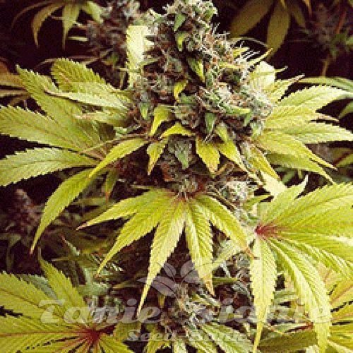 Nasiona Marihuany Thunderboldt - SAGARMATHA