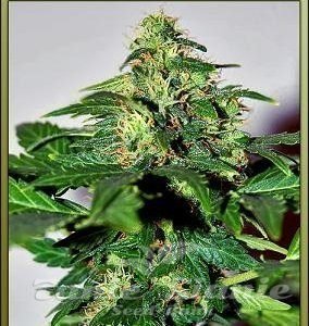 Nasiona Marihuany Lowryder #2 - SEEDSMAN