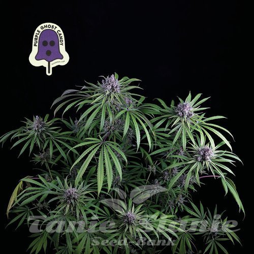 Nasiona Marihuany Purple Ghost Candy - SEEDSMAN