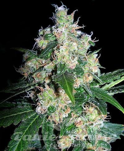 Nasiona Marihuany Velvet Bud - SEEDSMAN