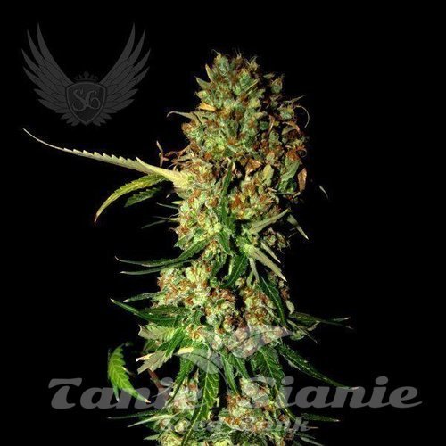 AK 470 Auto - SENSI GENETICS