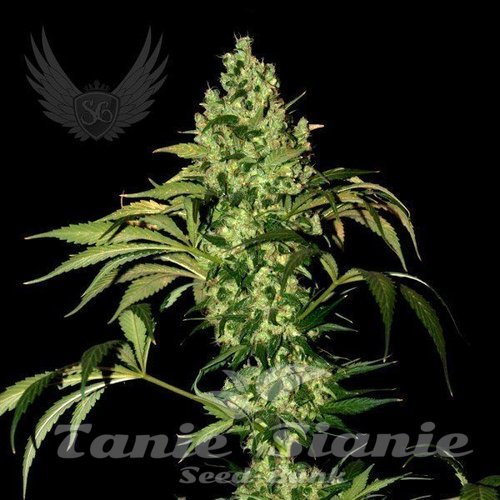 BigMazar Auto - SENSI GENETICS