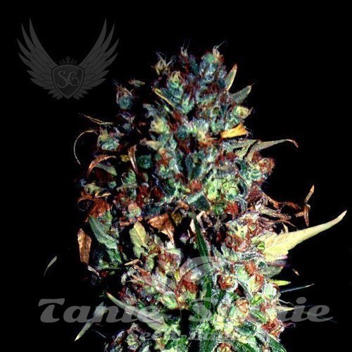 Jamaican Haze Auto - SENSI GENETICS