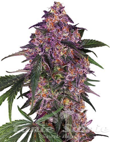 Nasiona Marihuany Sensi Purple Kush - SENSI SEEDS