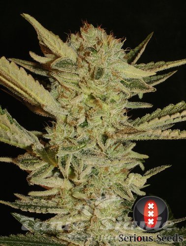 Nasiona Marihuany Bubble Gum - SERIOUS SEEDS