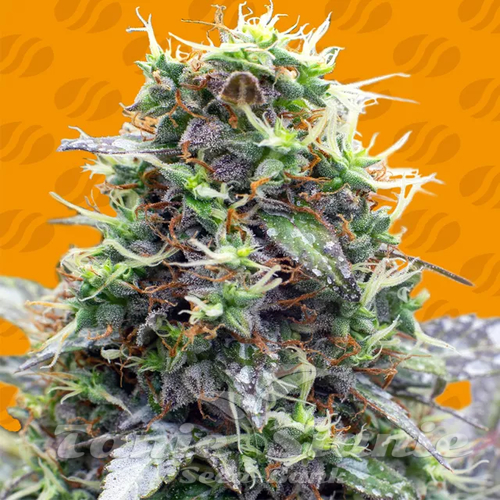 Nasiona Marihuany Sherbet Moonrocks - ORIGINAL SENSIBLE SEEDS