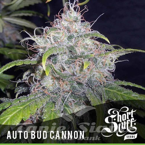 Nasiona Marihuany Auto Bud Cannon - SHORT STUFF SEEDBANK