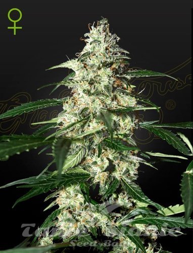 Nasiona Marihuany Skunk Auto - STRAIN HUNTERS
