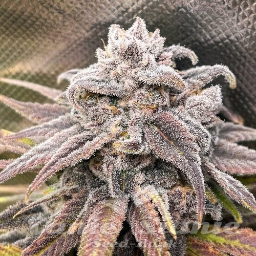 Snoop's Punch - ELEV8 SEEDS