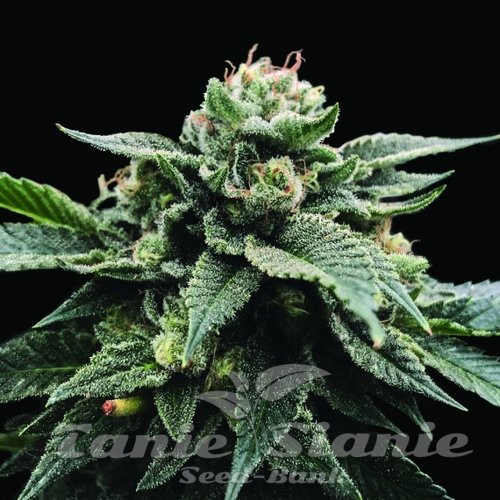 Nasiona Marihuany Sorbet Stash - DNA GENETICS