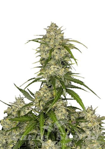 Nasiona Marihuany Sour Jealousy Auto - FASTBUDS