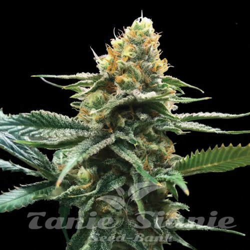 Nasiona Marihuany Sour Sorbet - DNA GENETICS