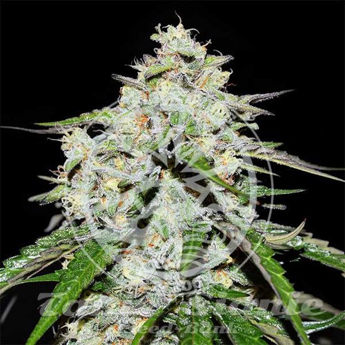 Nasiona Marihuany Space Cookies Auto - DELICIOUS SEEDS