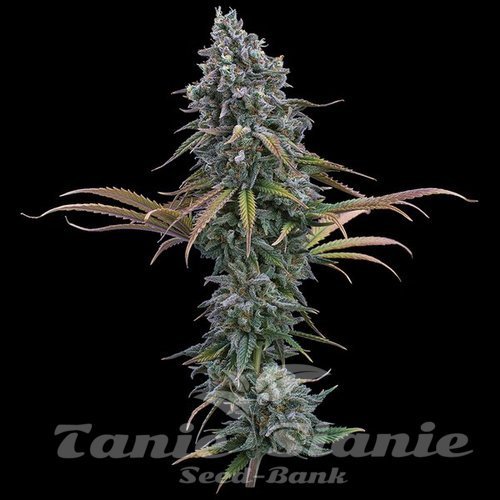 Nasiona Marihuany Space Queen - BROTHERS GRIMM SEEDS