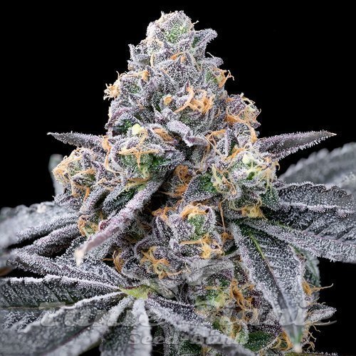 Spilt Paint - COOKIES SEEDS