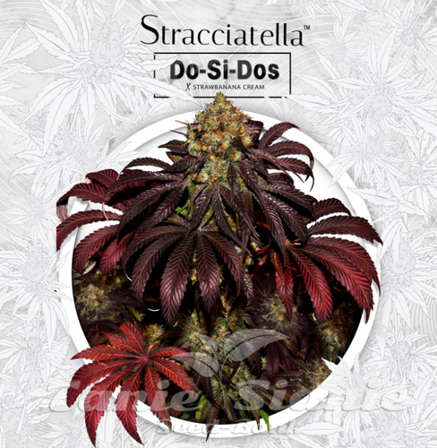 Nasiona Marihuany Stracciatella Do-Si-Dos x SBC - T.H. SEEDS