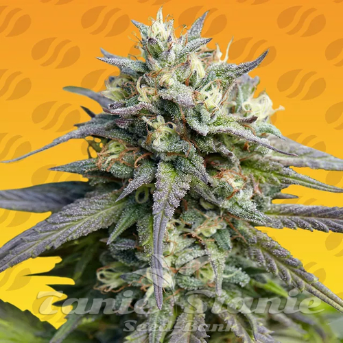 Nasiona Marihuany Strawberry Banana Fast - ORIGINAL SENSIBLE SEEDS