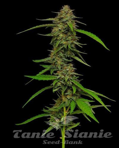 Strawberry Cheesecake Auto - HUMBOLDT SEEDS COMPANY