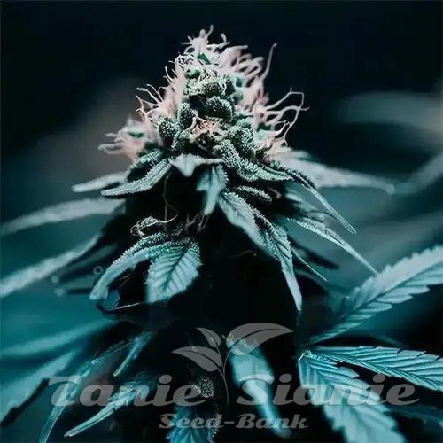 Strawberry Haze F1 Auto