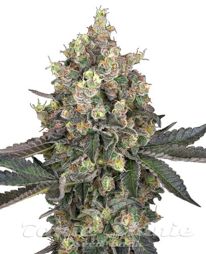 Nasiona Marihuany Sweet Berry Breeze - WHITE LABEL