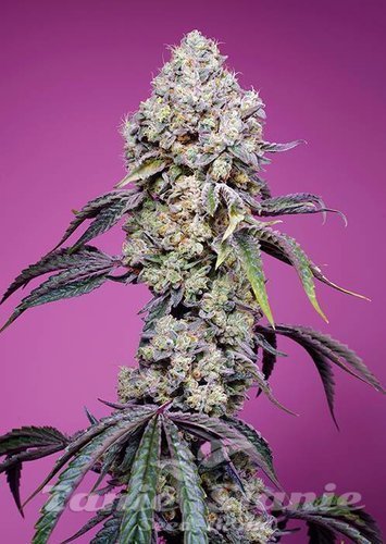 Nasiona Marihuany Sweet Mandarine Zkittlez F1 Fast Version - SWEET SEEDS