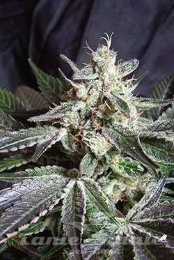 Nasiona Marihuany Black Jack - SWEET SEEDS