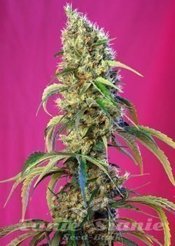 Nasiona Marihuany Black Jack CBD - SWEET SEEDS