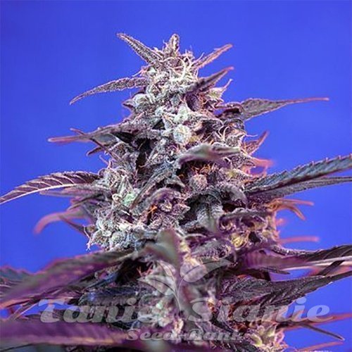 Nasiona Marihuany Bloody Skunk Auto - SWEET SEEDS