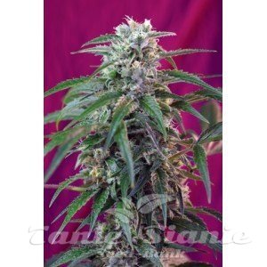 Nasiona Marihuany Green Poison Auto - SWEET SEEDS