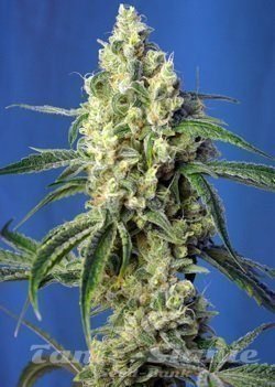 Nasiona Marihuany Green Poison CBD - SWEET SEEDS