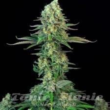 Nasiona Marihuany Bubblegum - T.H. SEEDS