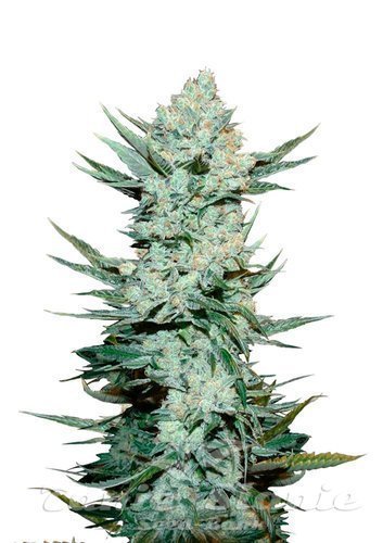 Nasiona Marihuany Tangie'Matic Auto - FASTBUDS