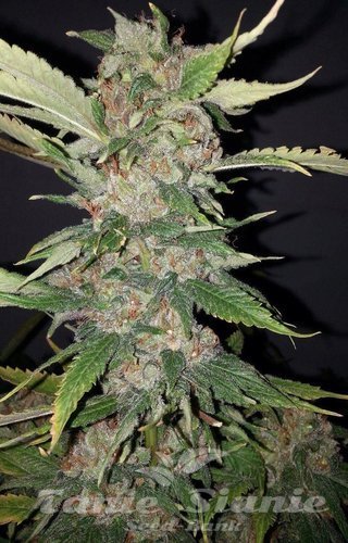 Nasiona Marihuany Purple Crack - THE CALI CONNECION